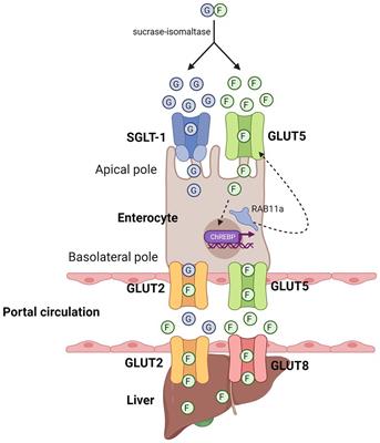 John Yudkin’s hypothesis: sugar is a major dietary culprit in the development of cardiovascular disease